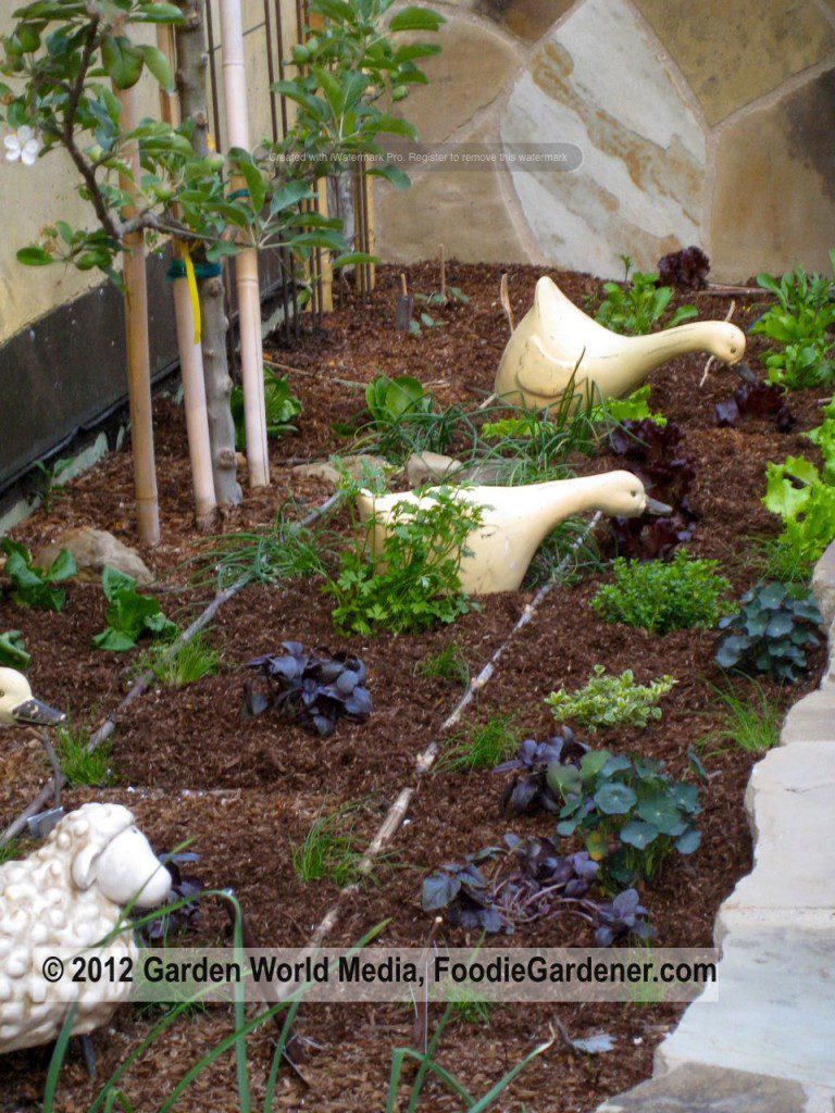 Foodie Gardener raised vegetable garden