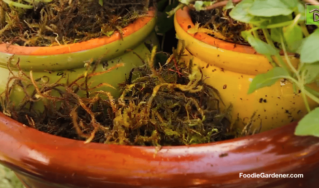 Add Sphagnum moss to container garden foodie gardener