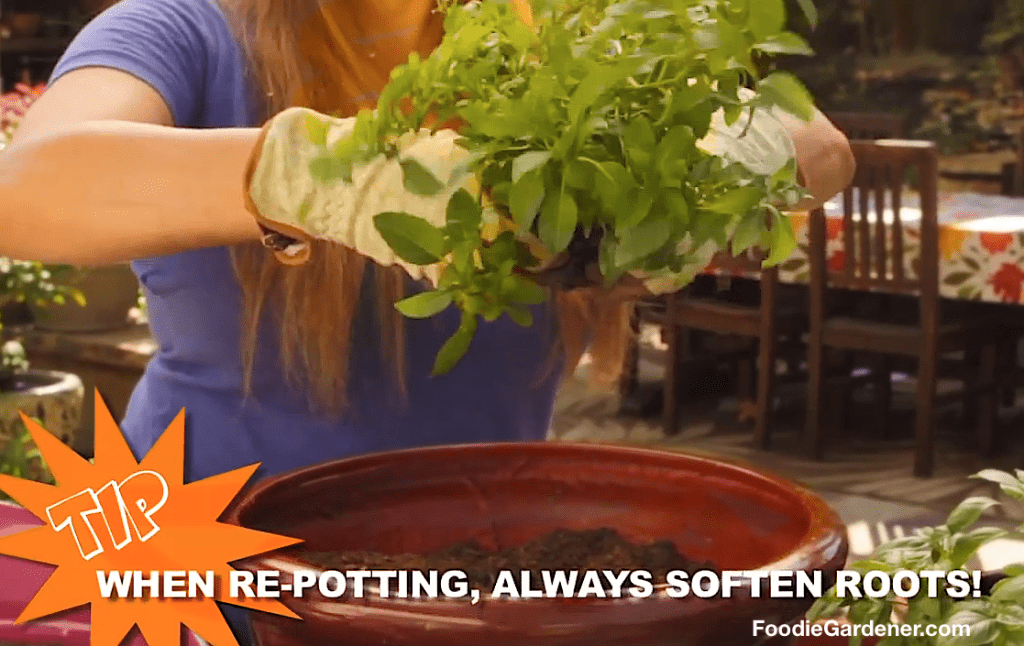 Loosen-Roots_mint-plant-before-planting-foodie-gardener