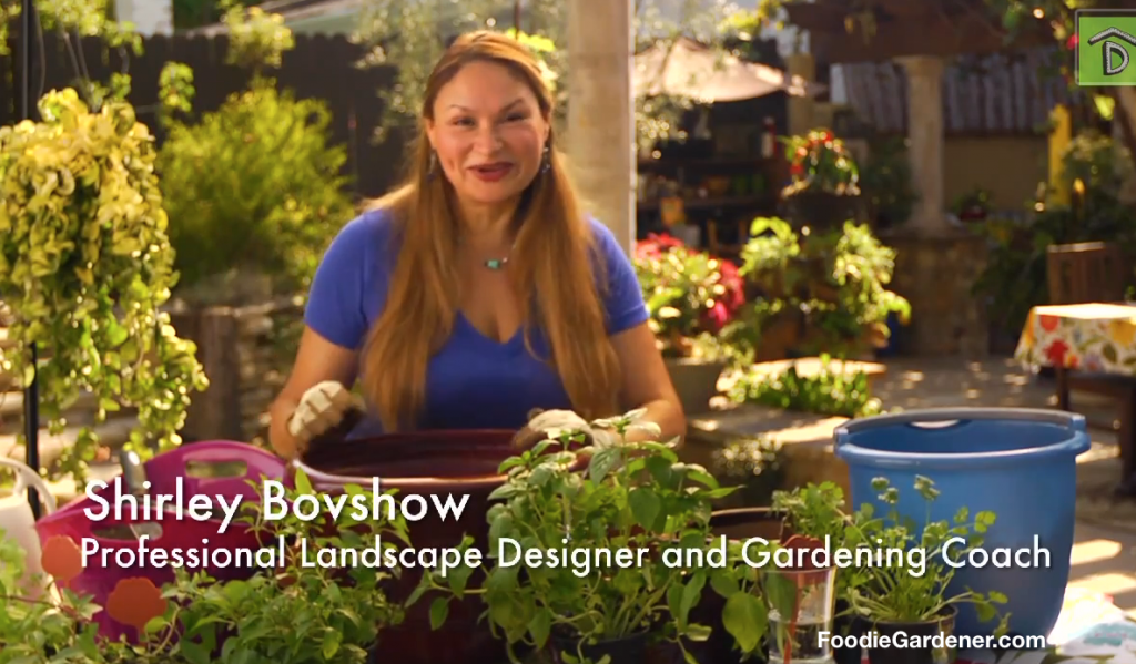 Shirley Bovshow, Foodie Gardener teaches how to grow popular cocktail herbs, mint, basil and cilantro on Way to Grow Show video