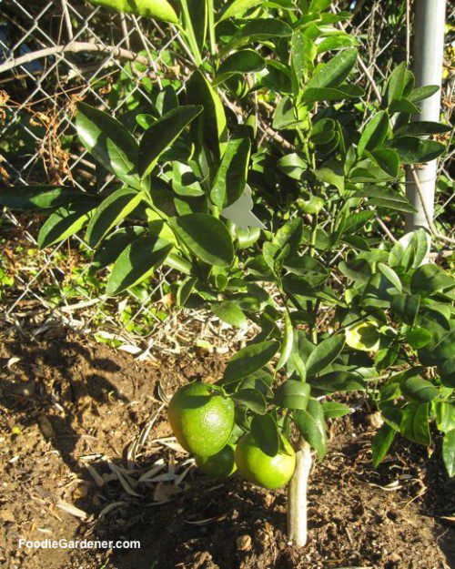 small citrus tree planted in ground