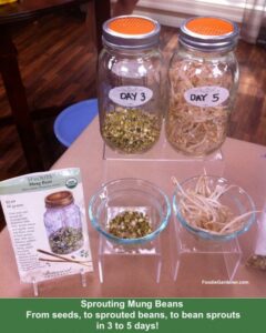 Sprouting mung beans from seeds to sprouted beans to bean sprouts in 3 to 5 days