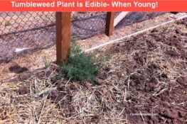 Tumbleweed is Edible! Spinach Alternative