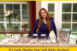 How to Plant and Grow Garlic