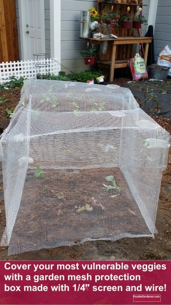 Plant mesh protector cage foodie gardener