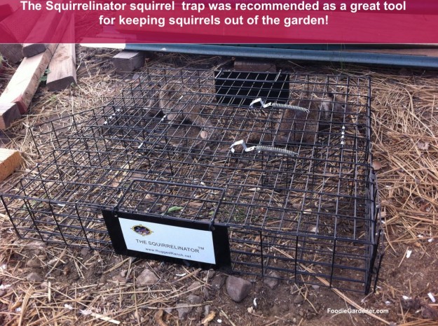 The Squirrelinator cage squirrel trap