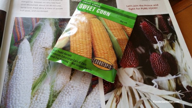 corn seed comes in many varieties foodie gardener