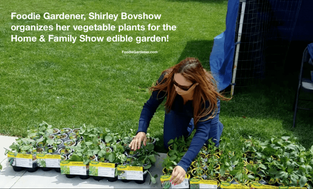 foodie gardener shirley bovshow organizes her vegetable plants for the home and family show edible garden