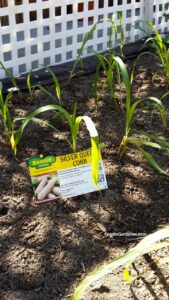 silver queen white corn by bonnie plants growing in small garden at home and family show designed by shirley bovshow foodie gardener