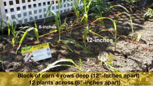 square foot spacing corn small garden by foodie gardener shirley bovshow