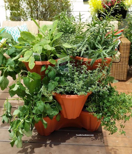 stackable planters filled with burpee home garden herbs foodie gardener