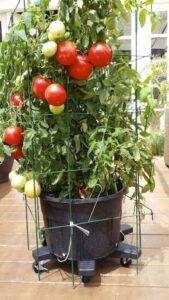 super sauce tomato variety by burpee home gardens with large tomatoes container on casters foodie gardener