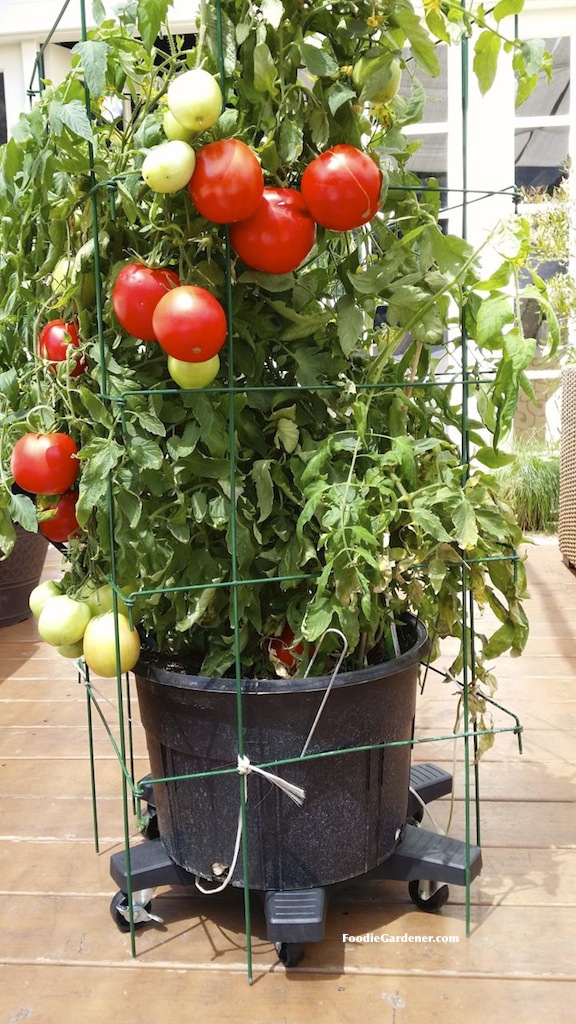 super sauce tomato variety by burpee home gardens with large tomatoes container on casters foodie gardener