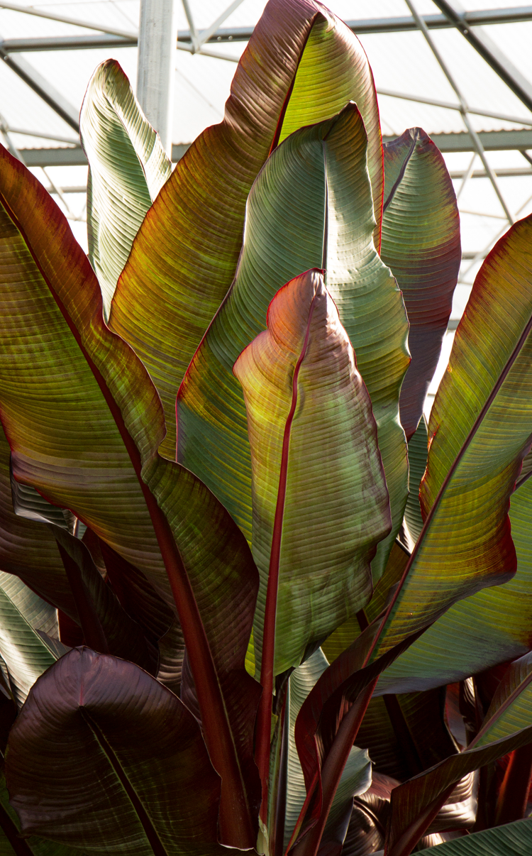 Red leaved banana ensete vetricosum maurelii photo credit doreen wynja for monrovia plants