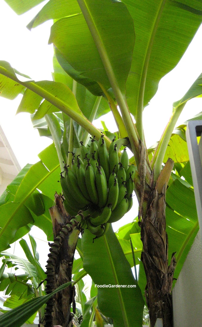 banana cluster on tree foodiegardener.com