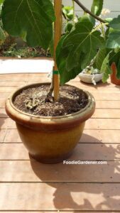 18 inch garden container for fig tree