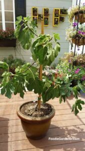 Italian Everbearing Fig Tree with fruit in container foodie gardener shirley bovshow