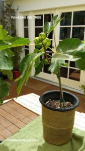 Panache fig tree in fruit planted in container foodie gardener shirley bovshow
