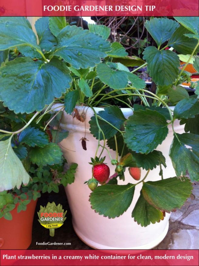 RED JUNE BEARING STRAWBERRY in WHITE CONTAINER FOODIE GARDENER design idea