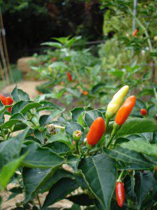 Tabasco hot peppers foodie gardener