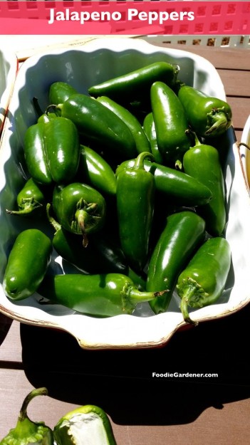 jalapeno peppers most popular pepper foodiegardener