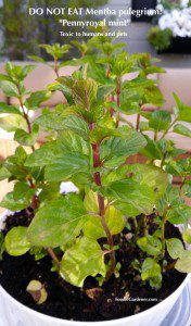 mentha pulegrium pennyroyal mint plant do not eat toxic humans pets foodie gardener blog