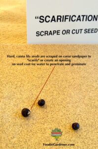 black canna lily seed on sandpaper for scarification pre-germinating foodie gardener blog