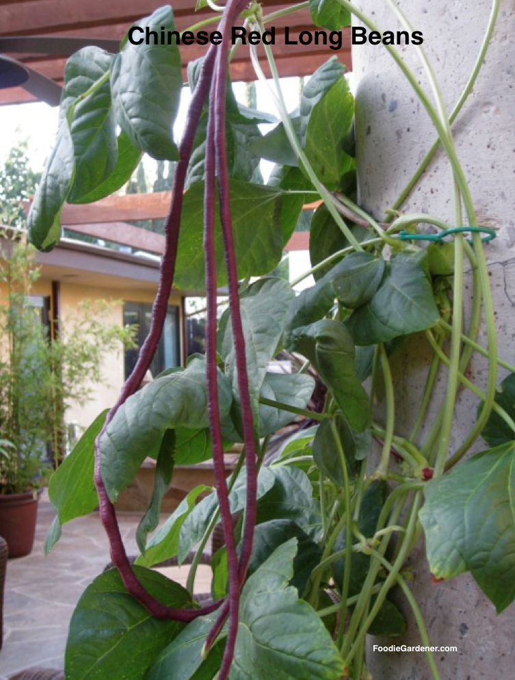 chinese red long beans hanging in patio column foodie gardener