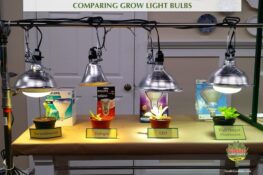 grow lights compared foodie gardener shirley bovshow