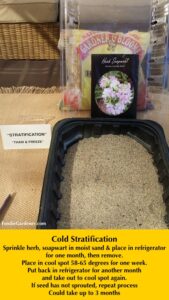 herb soapwart cold stratified in horticultural sand and placed in refrigerator foodie gardener blog