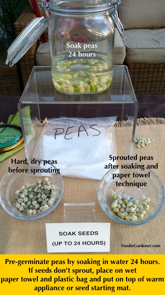 pea seeds soak in water 24 hours pre-germination tip foodie gardener blog