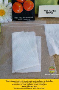 pre-sprouting tomato seeds in wet paper towel in plastic bag foodie gardener blog