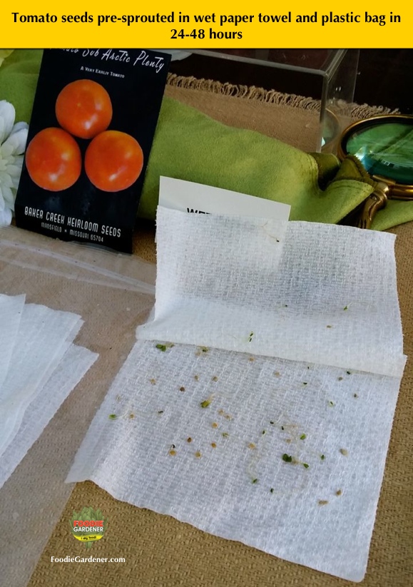 sprouted tomato seeds in wet paper towel foodie gardener shirley bovshow