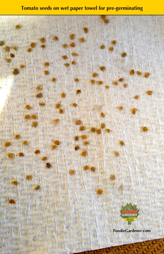 tomato seeds on paper towel for pre-germinating foodie gardener blog