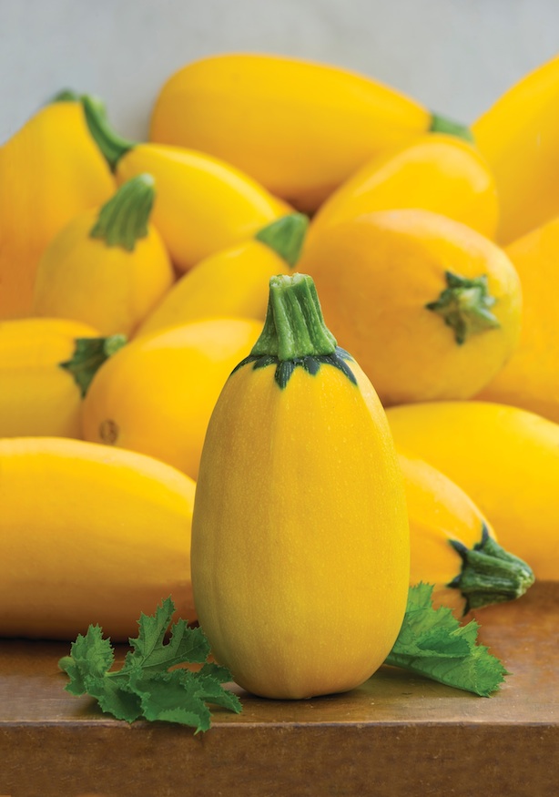 Summer Squash 'Golden Egg Hybrid' from Burpee seeds on Foodie Gardener blog
