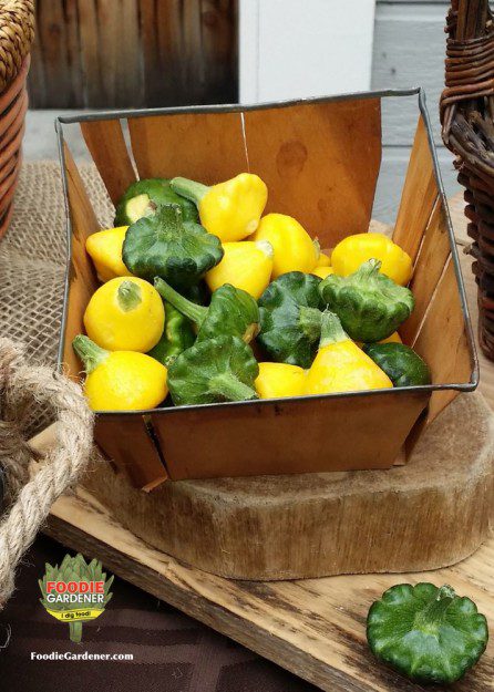 baby-scallop-squash-yellow-green-basket-foodie-gardener-blog