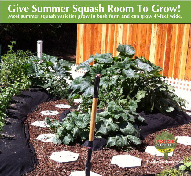 large-zucchini-plant-growing-in-garden-foodie-gardener-blog