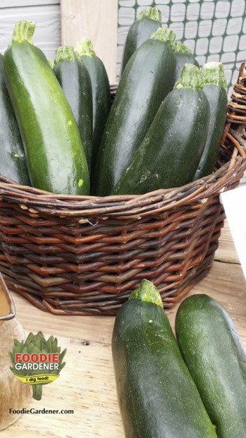 organic-zucchini-melissas-produce-in-basket-foodie-gardener-blog
