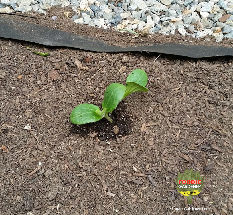 summer-squash-zucchini-plant-sprouting-ground-foodie-gardener-blog