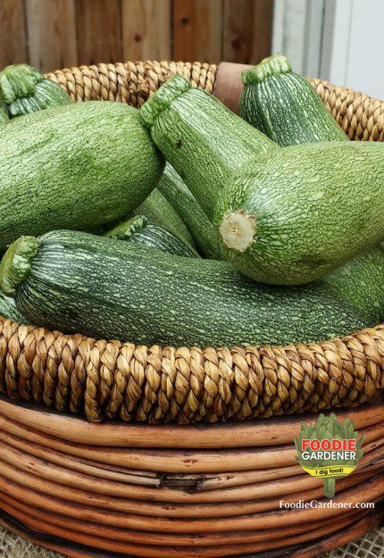 tatuma-squash-melissas-produce-in-basket-foodie-gardener-blog