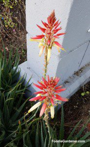 aloe-vera-orange-yellow-tubular-flowers-foodie-gardener-blog