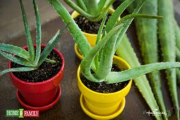 Grow Aloe Vera in Containers: How to Extract Valuable Gel
