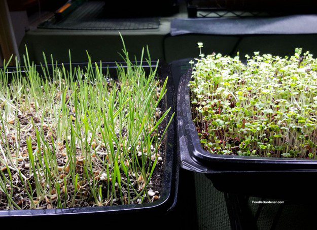 micro-greens-wheatgrass-continue-to-grow-and-green-up-foodie-gardener