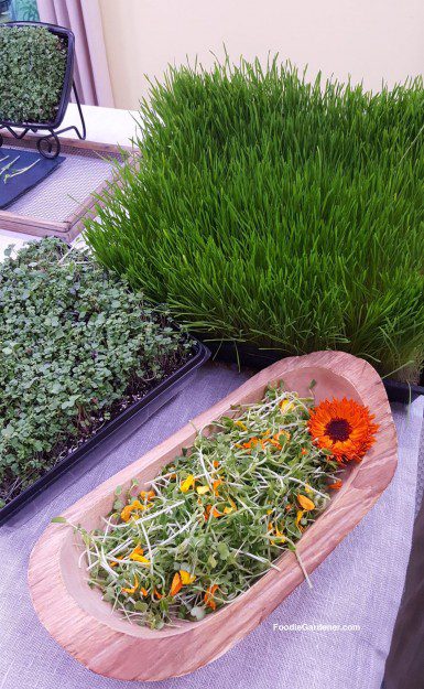 mixed-microgreen-salad-savory-micro-greens-wheatgrass-growing-foodie-gardener