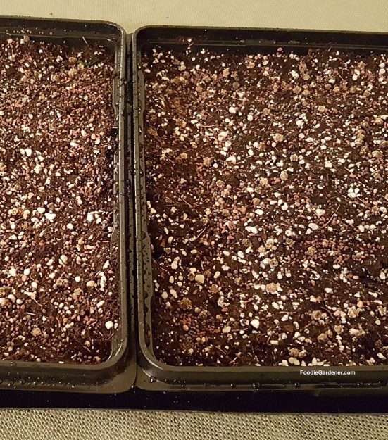 seed-starting-mix-with-seed